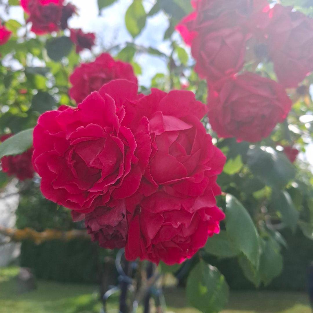 Nahaufnahme von leuchtend roten Rosen in voller Blüte, die den Garten verschönern.