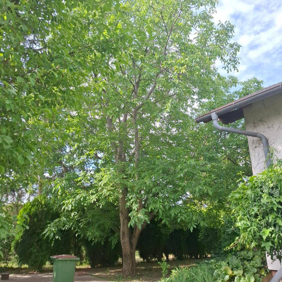 Hoher Baum neben dem Haus mit sichtbarer Regenrinne, umgeben von grüner Vegetation.