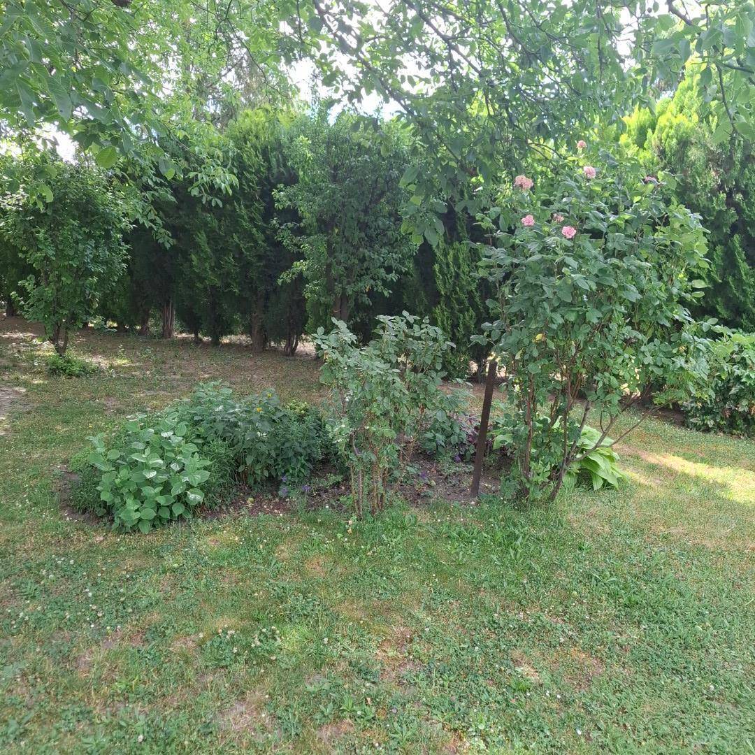 Blühender Gartenbereich mit Rosensträuchern und anderen Pflanzen, umgeben von Rasen und Hecken.