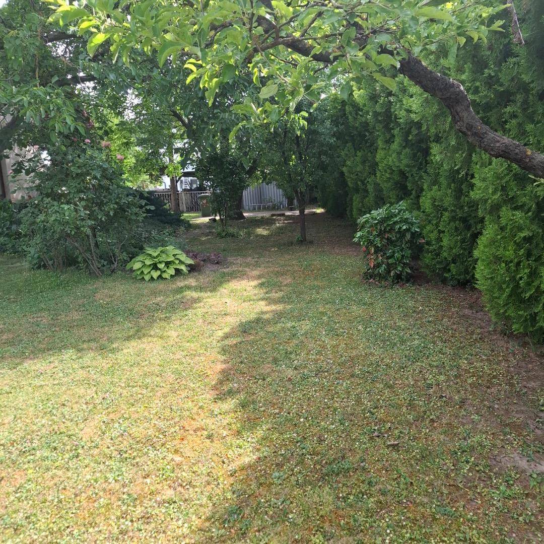 Gartenweg führt durch eine grüne Allee aus Hecken und Bäumen, umgeben von Rasen.