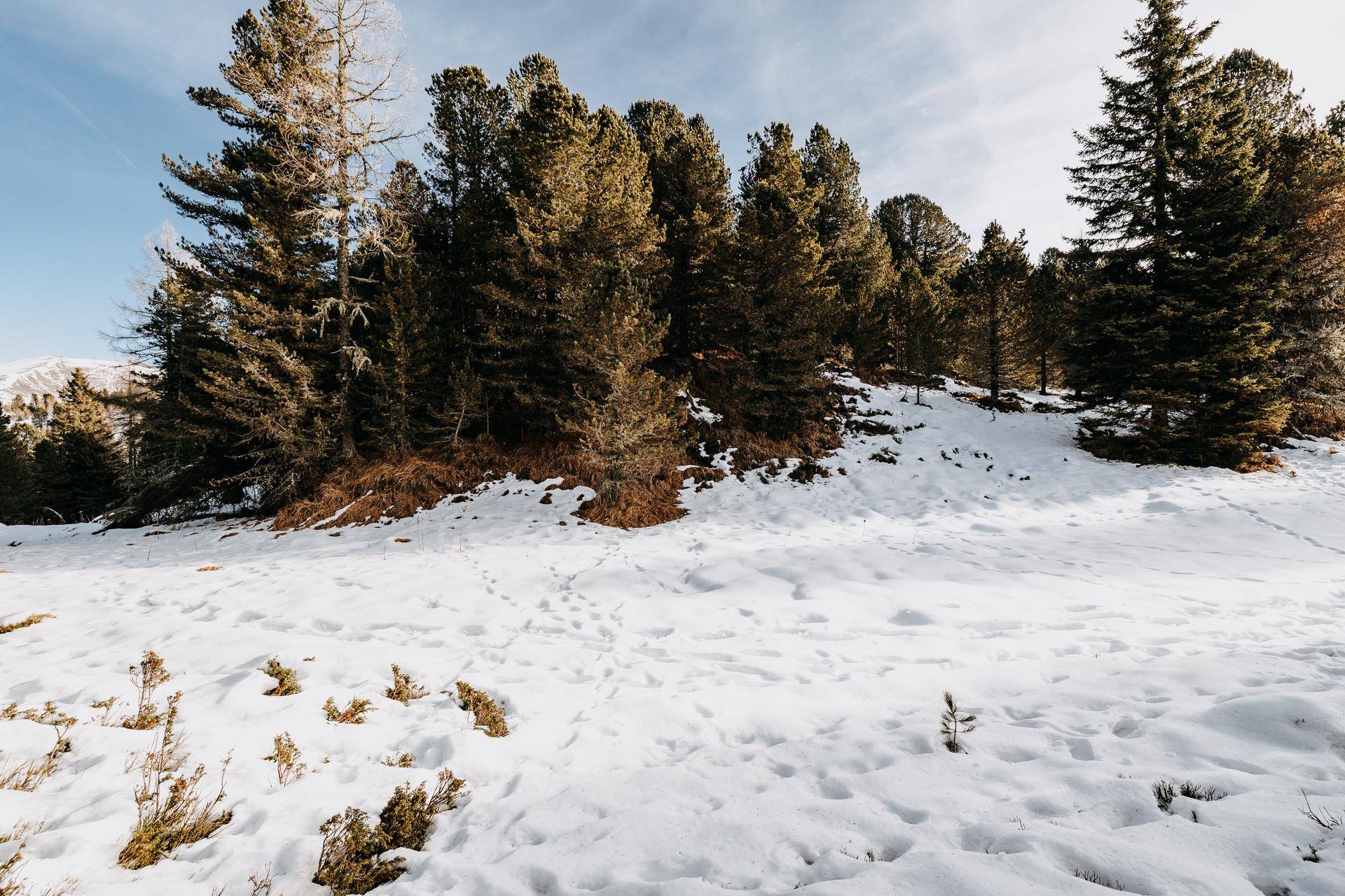 Verschneiter Waldboden mit hohen Nadelbäumen unter blauem Himmel, ideal für Naturerlebnisse.