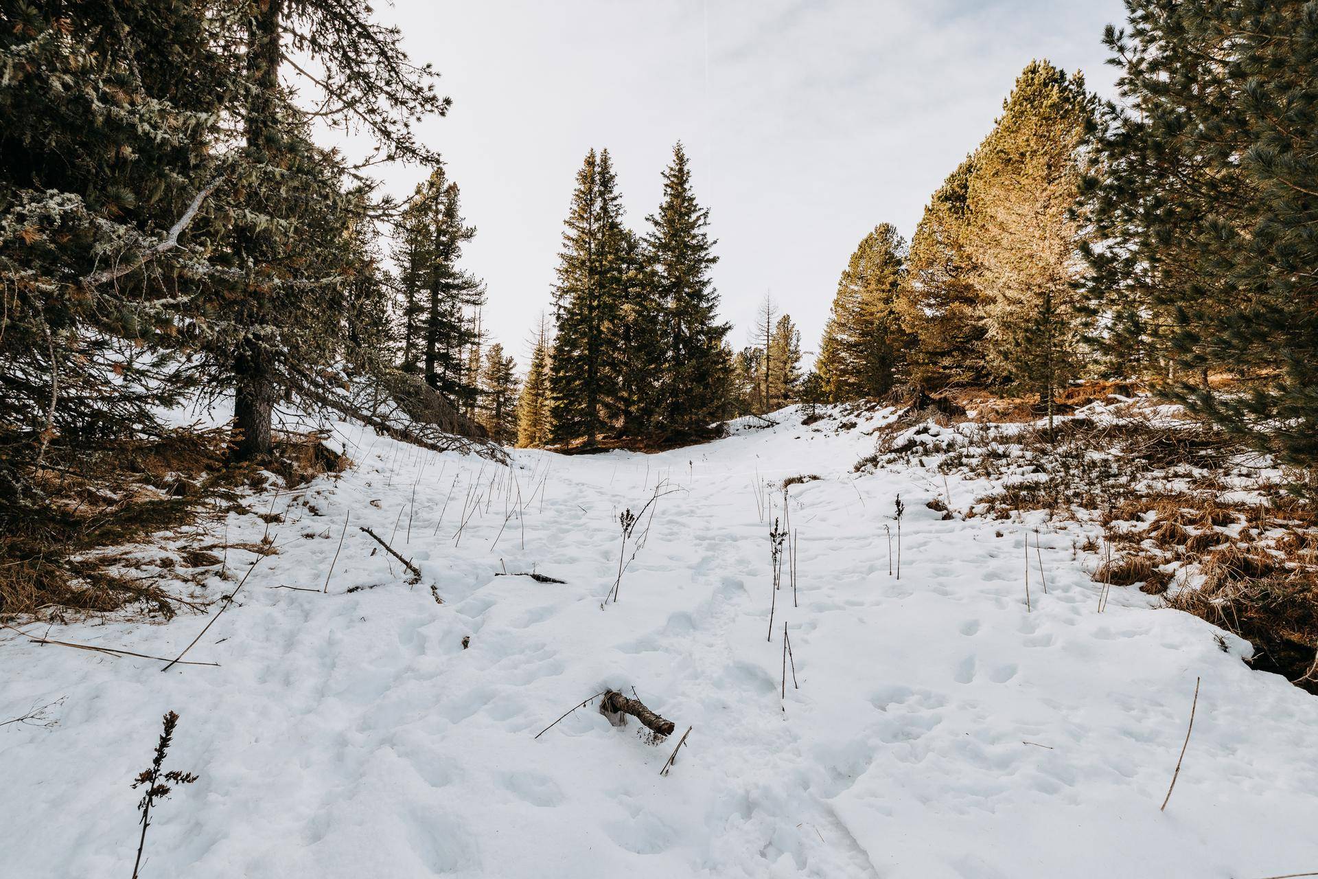 Winterlicher Waldweg mit Schnee und hohen Bäumen, der zu ruhigen Spaziergängen einlädt.