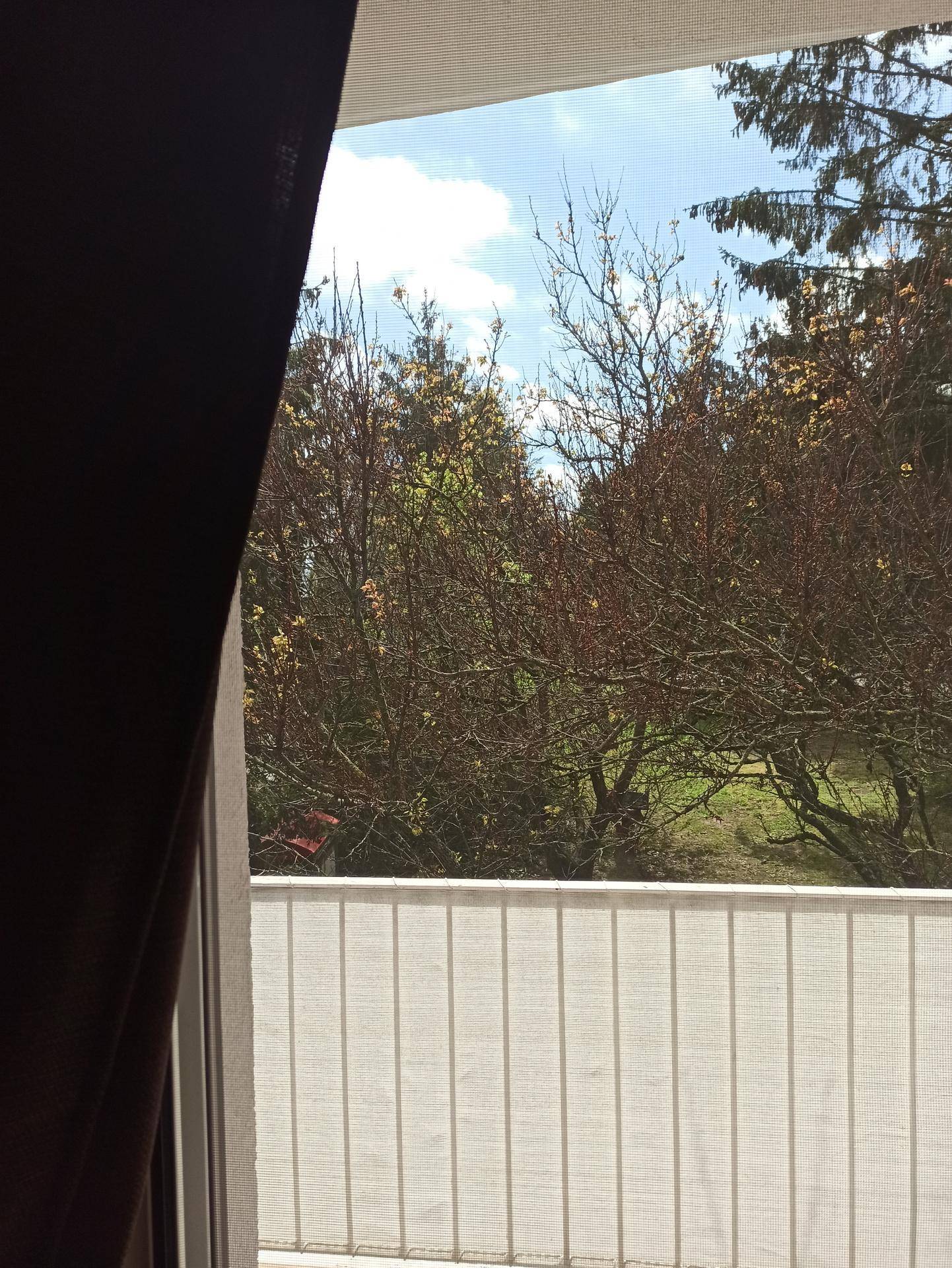 Blick von einem Balkon ins Grüne mit Bäumen und blauem Himmel.