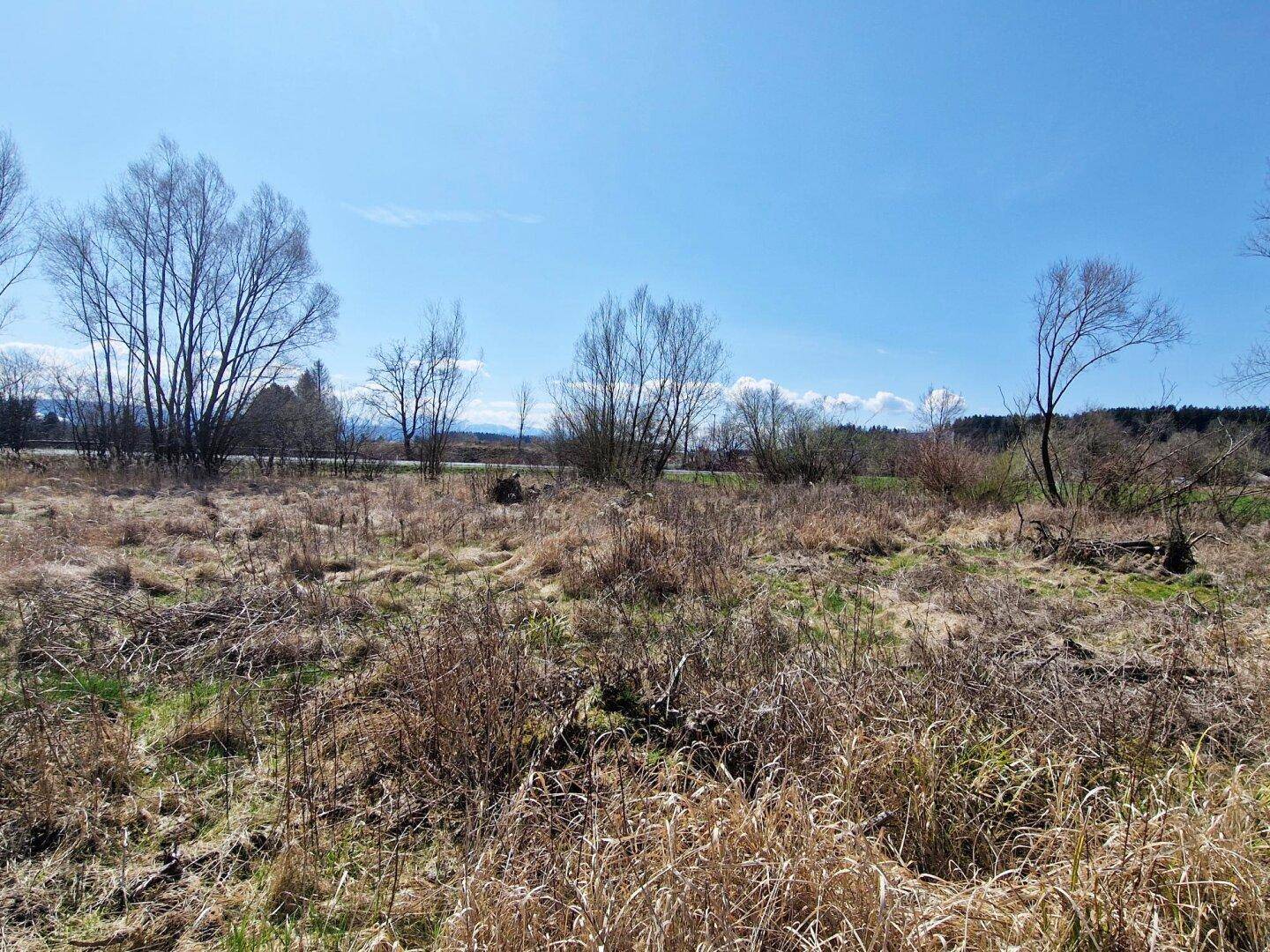 Offenes Feld mit vertrocknetem Gras und vereinzelten Bäumen im Hintergrund unter klarem Himmel.