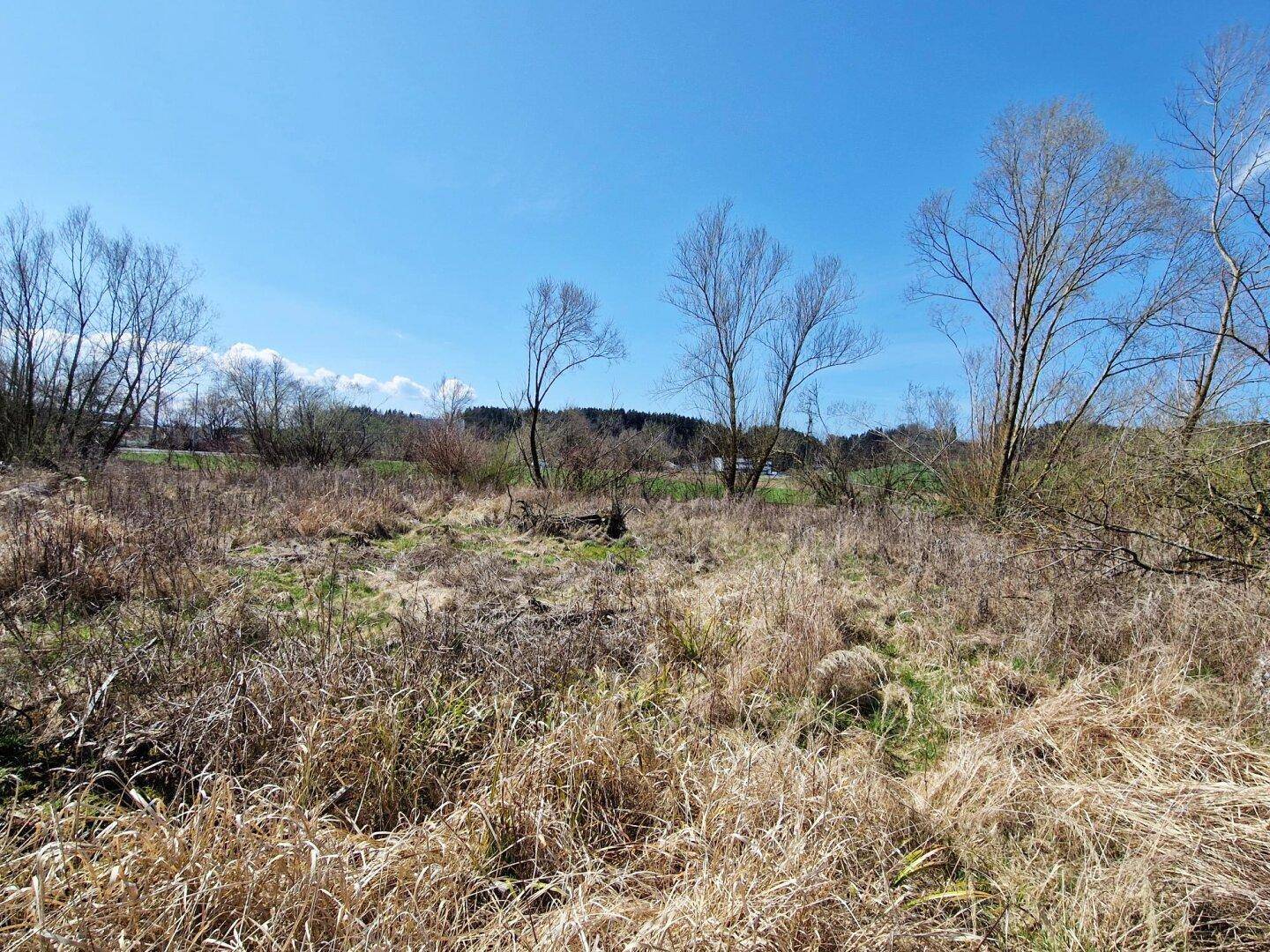 Ländliche Landschaft mit trockenem Gras und Büschen unter einem strahlend blauen Frühlingshimmel.