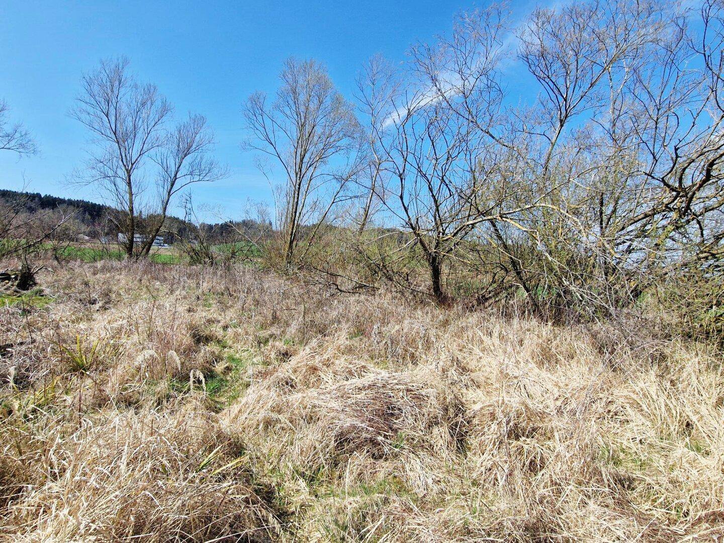 Feld mit hohem, trockenem Gras und kahlen Bäumen in einer natürlichen Umgebung unter blauem Himmel.