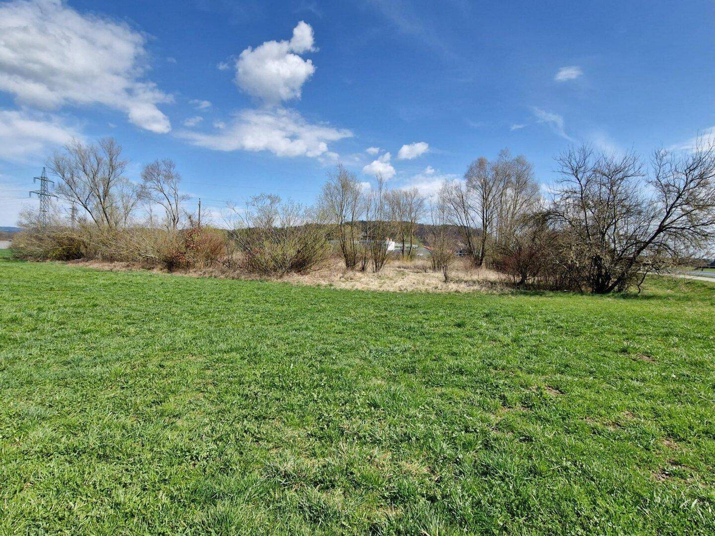 Grüne Wiese mit Büschen und Bäumen im Hintergrund unter einem teilweise bewölkten, blauen Himmel.