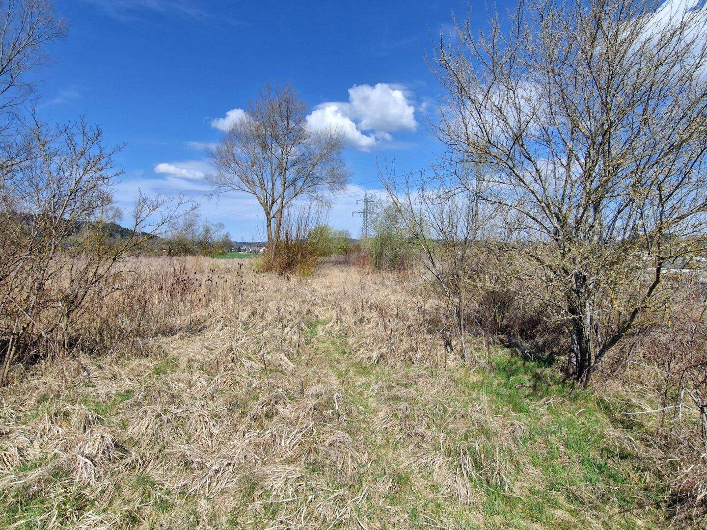 Feldweg durch trockenes Gras mit Bäumen und Büschen unter einem sonnigen Frühlingshimmel.