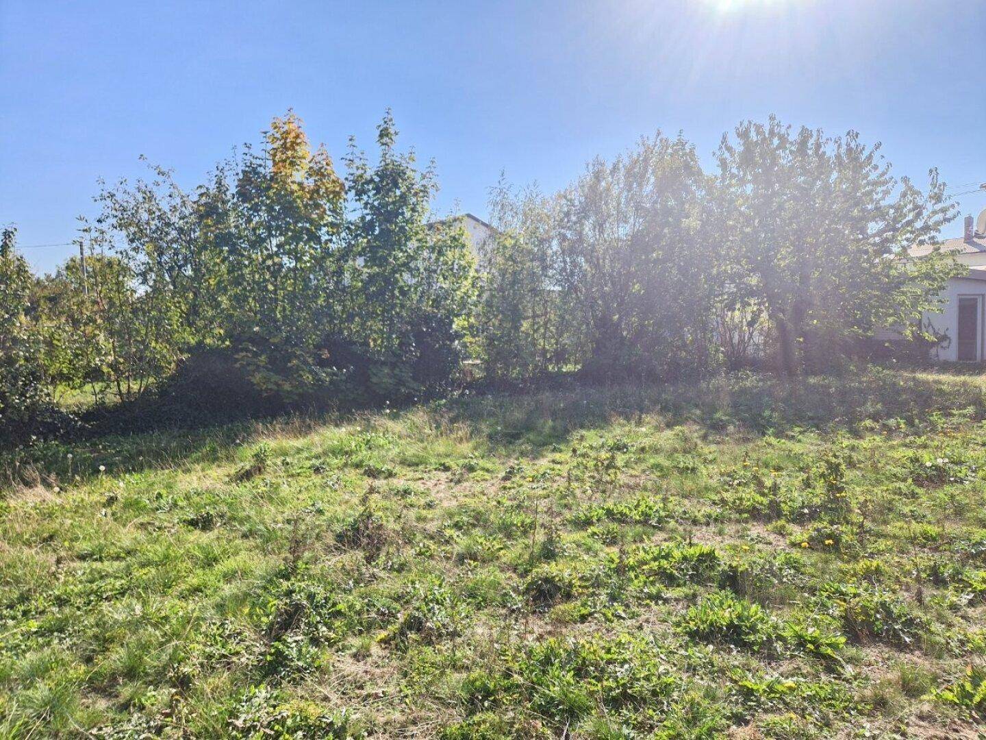 Sonniger Blick auf ein unbebautes Grundstück mit viel Grün und Bäumen.