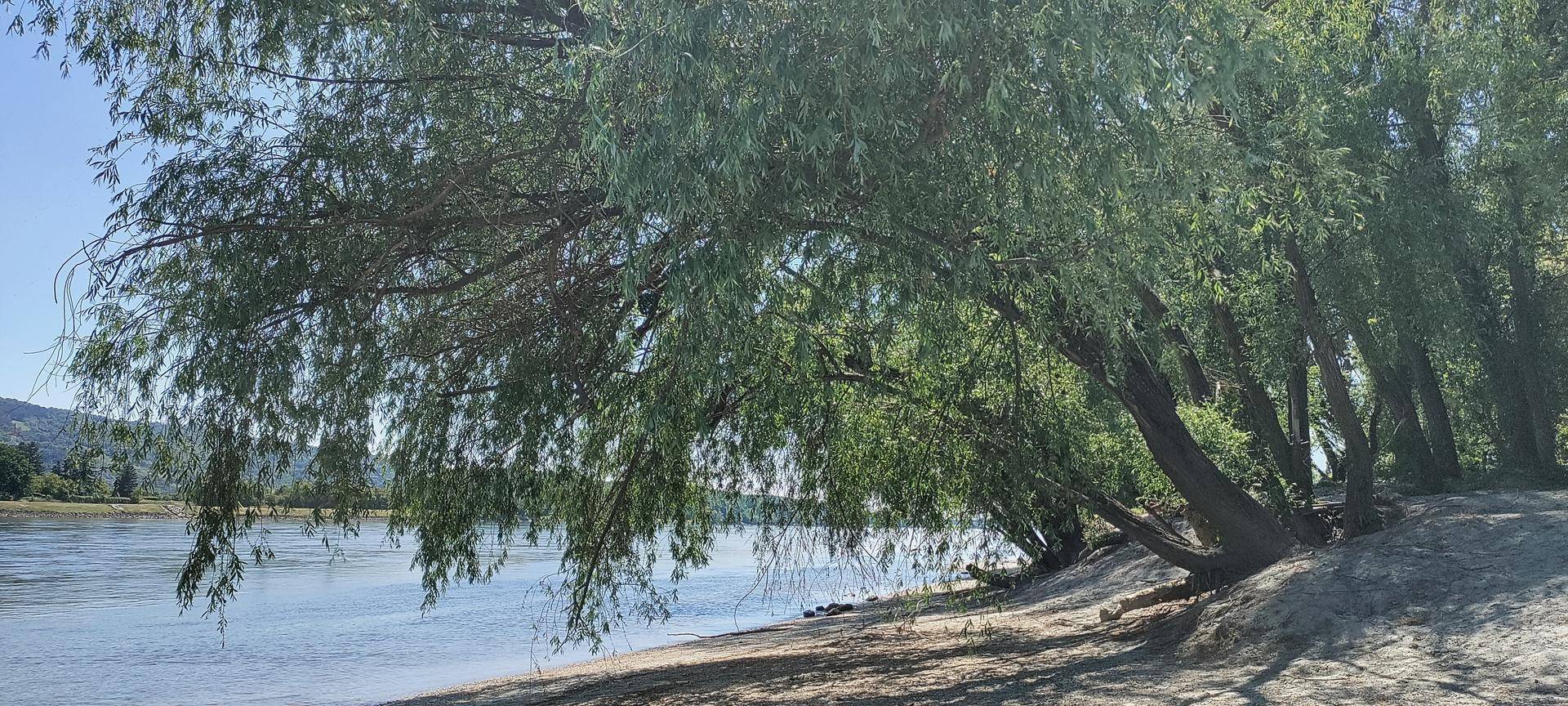 Ruhige Flusslandschaft mit überhängenden Bäumen und einem kleinen Sandstrand am Ufer.