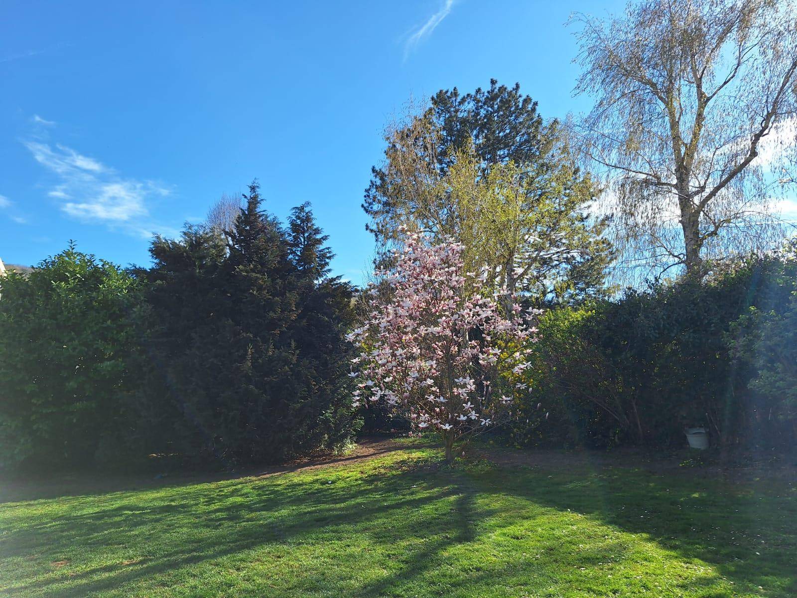 Sonniger Gartenbereich mit blühendem Magnolienbaum, umgeben von verschiedenen Sträuchern und Bäumen.