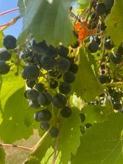 Nahaufnahme von reifen dunklen Trauben an einem Weinstock mit grünen Blättern unter blauem Himmel.