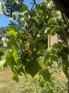 Nahaufnahme von dunklen Trauben an einem Weinstock, mit verschwommenem Hintergrund des Gebäudes.