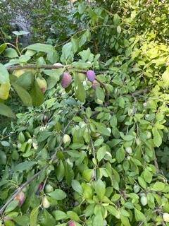 Nahaufnahme eines Astes mit unreifen Pflaumen und grünen Blättern, die auf die Ernte warten.