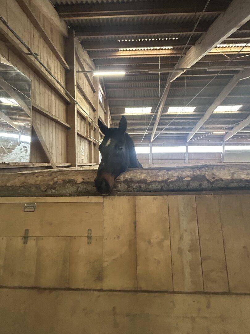 Ein Pferd schaut neugierig über die Bande in einer hellen Reithalle mit Holzbalken.