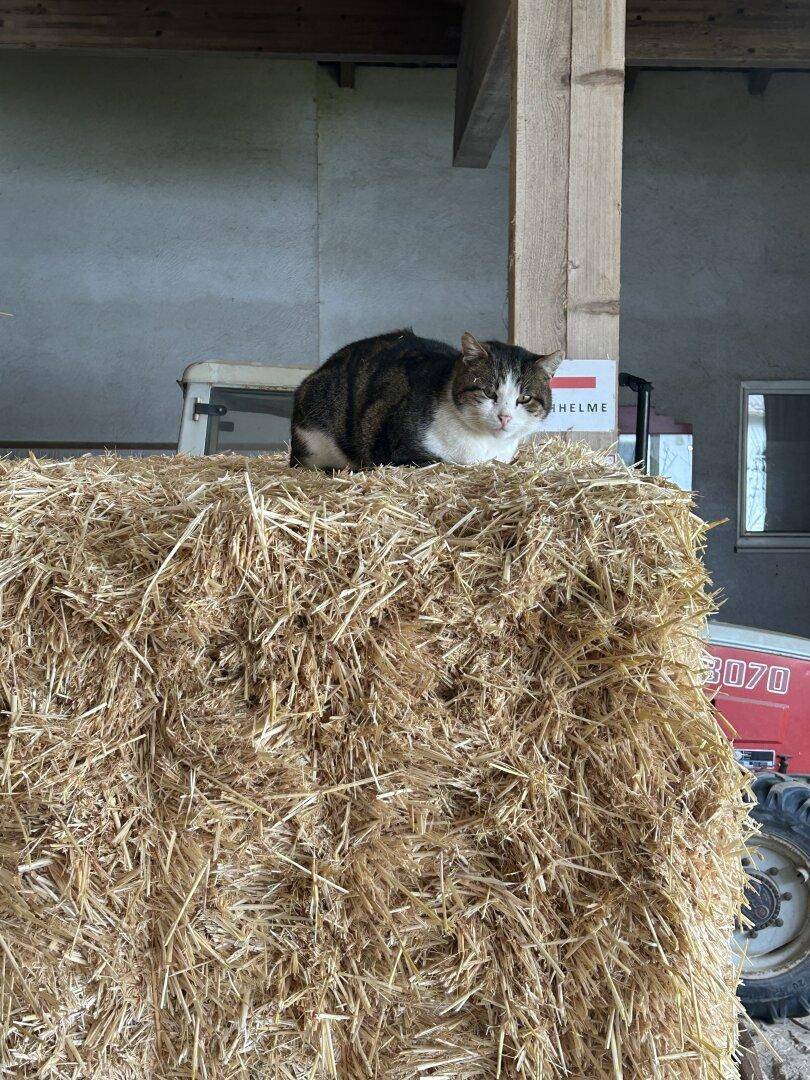 Eine Katze sitzt auf einem großen Heuballen in einem Lagerbereich mit landwirtschaftlichen Geräten.