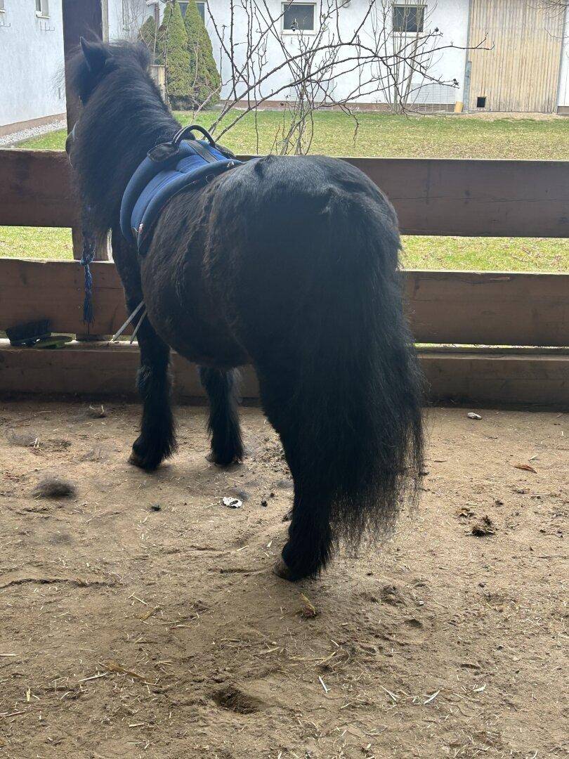 Ein kleines schwarzes Pony mit Sattel steht in einem Stallbereich mit Sandboden und Holzzaun.
