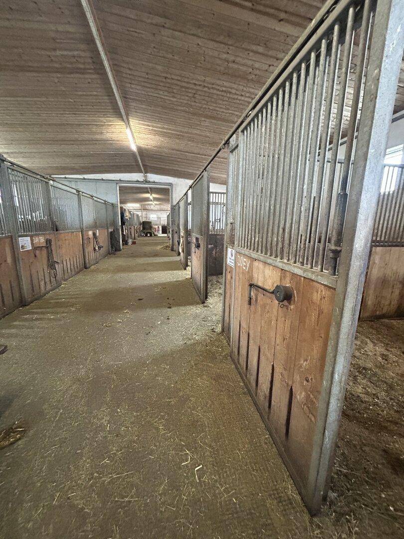 Blick entlang eines Stallgangs mit offenen Pferdeboxen aus Holz und Metallgittern.