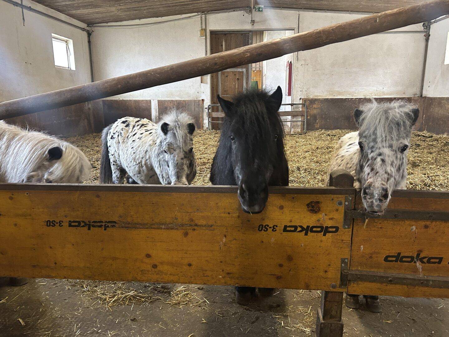 Mehrere Ponys stehen an einer Futterkrippe in einem Stallbereich mit Holzbalken und Stroh.