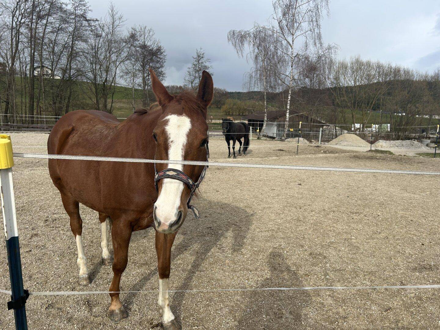 Ein braunes Pferd steht auf einer eingezäunten Koppel mit Sandboden und Bäumen im Hintergrund.