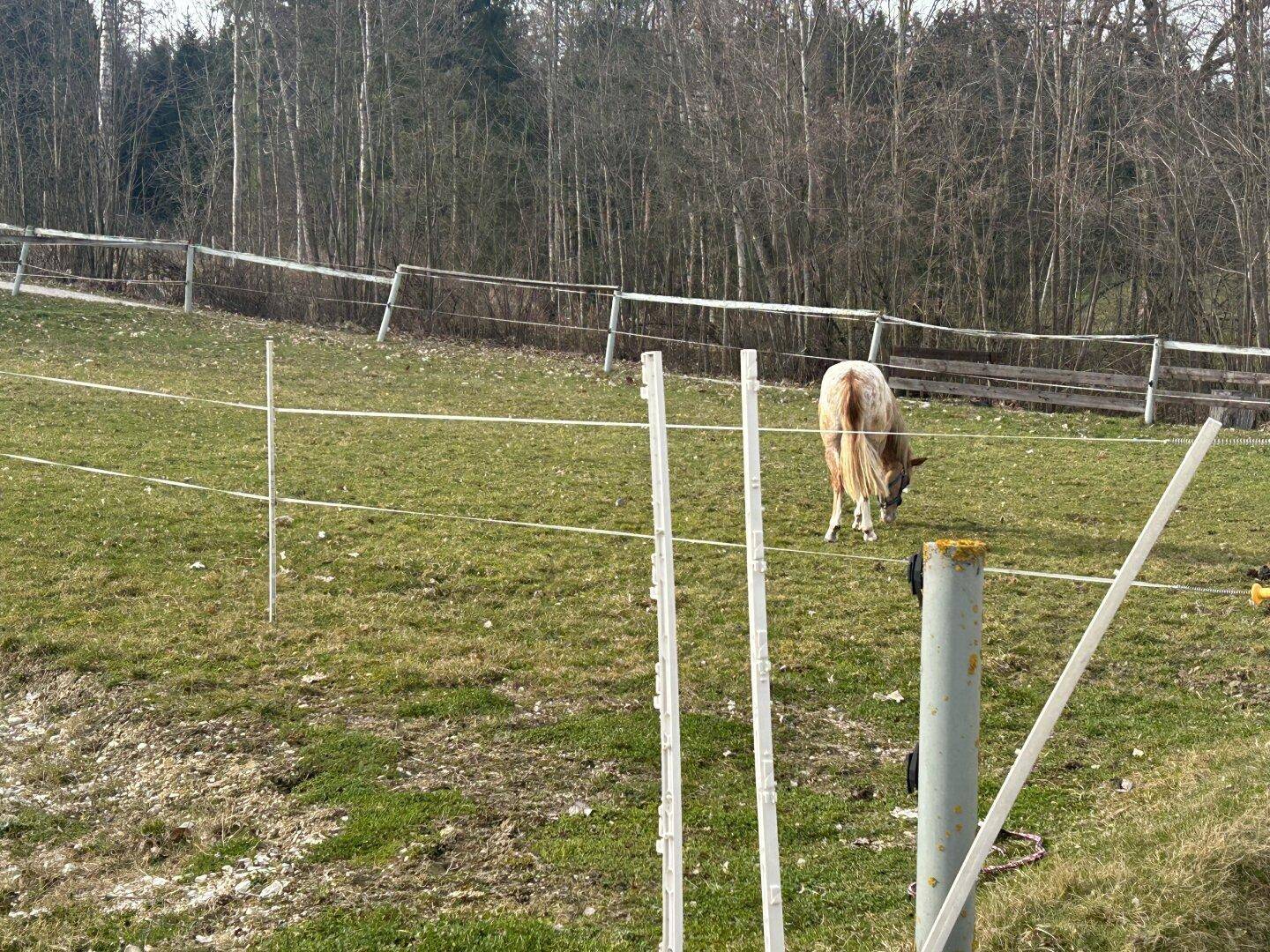 Ein Pferd grast auf einer grünen Wiese, umgeben von einem Zaun und Bäumen im Hintergrund.