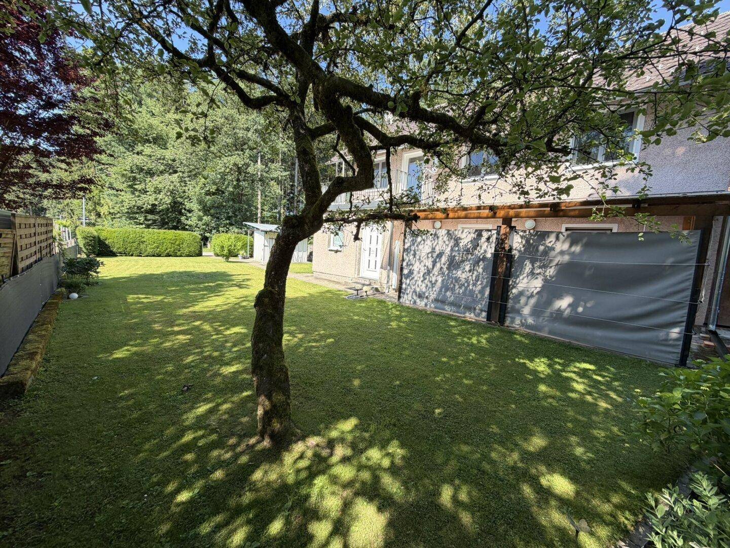 Idyllischer Gartenbereich mit altem Baum, Rasenfläche und Blick auf die Hausfassade.