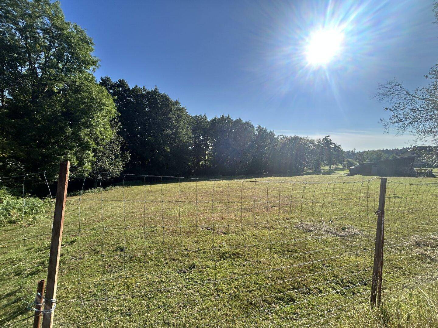 Weitläufige grüne Wiese mit Waldrand im Hintergrund, beleuchtet von der strahlenden Sonne am blauen Himmel.