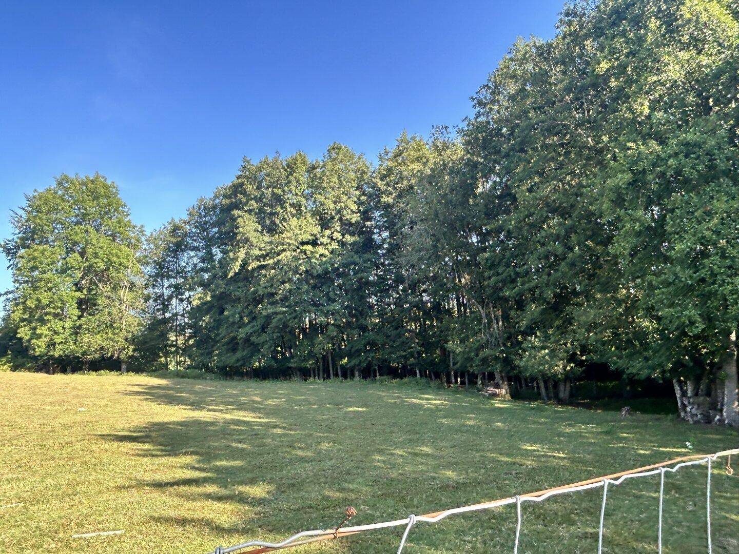 Dichter Waldrand grenzt an eine weite, grüne Wiese unter einem klaren, blauen Himmel.