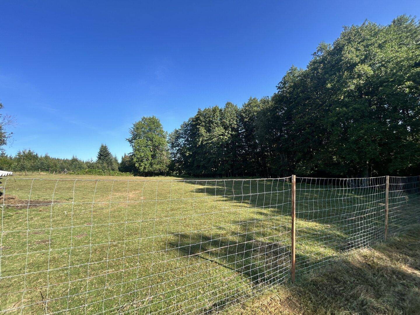 Weite grüne Wiesenfläche mit einem dichten Waldstreifen im Hintergrund unter strahlend blauem Himmel.