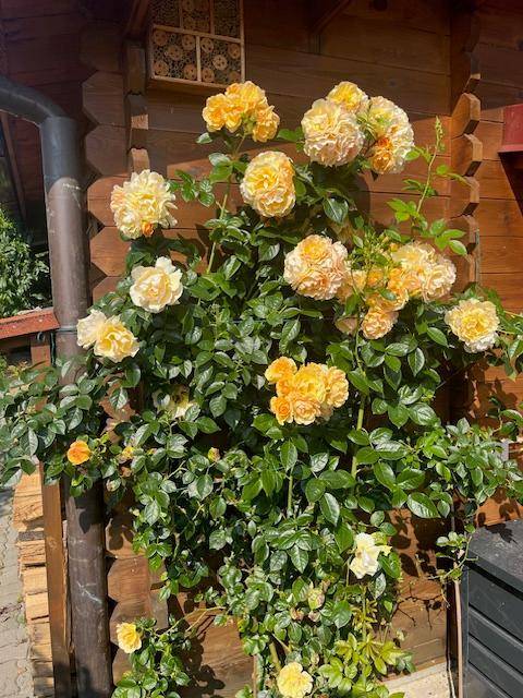 Gelbe Rosen blühen üppig an einer Holzwand, die von der Sonne beschienen wird.