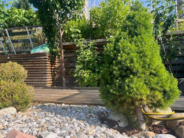 Kleiner Nadelbaum und Kiesbeet mit Holzumrandung in einem sonnigen Gartenbereich.