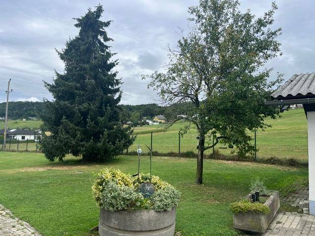 Großer Rasenbereich mit hohen Nadelbäumen und einem Obstbaum, umgeben von ländlicher Landschaft.