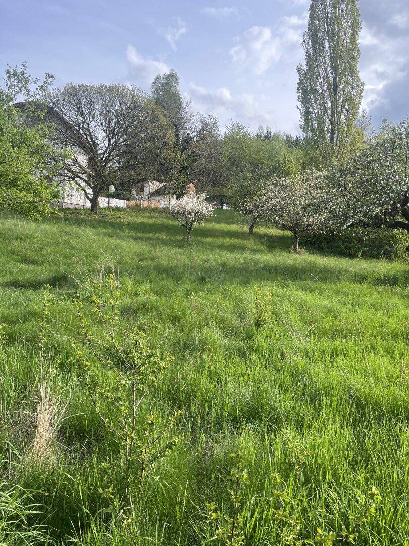 Weitläufige grüne Wiese mit blühenden Bäumen und einem Haus im Hintergrund unter blauem Himmel.
