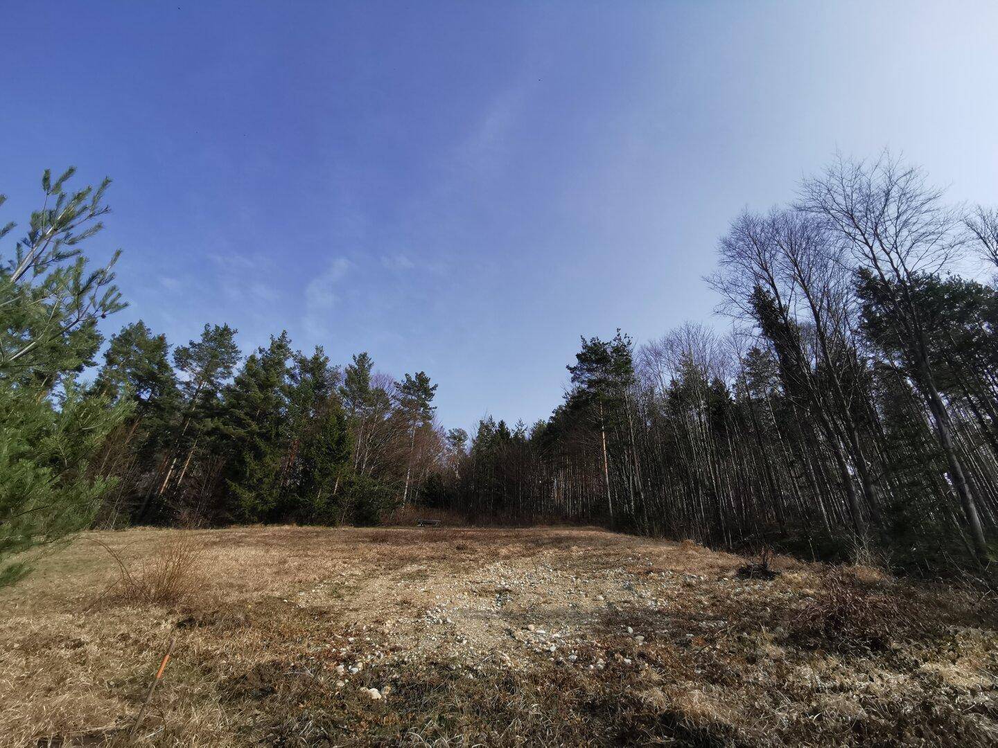 Offenes Gelände mit Waldrand und blauem Himmel, ideal für Naturliebhaber und Ruhe suchende.