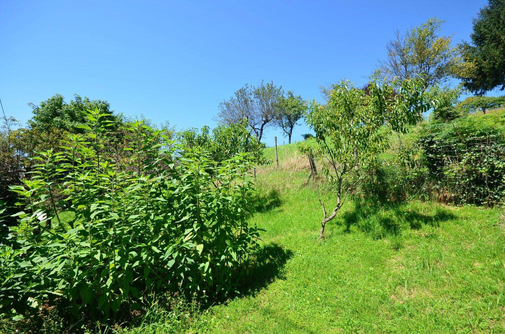 Naturbelassener Gartenbereich mit grüner Wiese und jungen Obstbäumen auf einem Hanggrundstück.