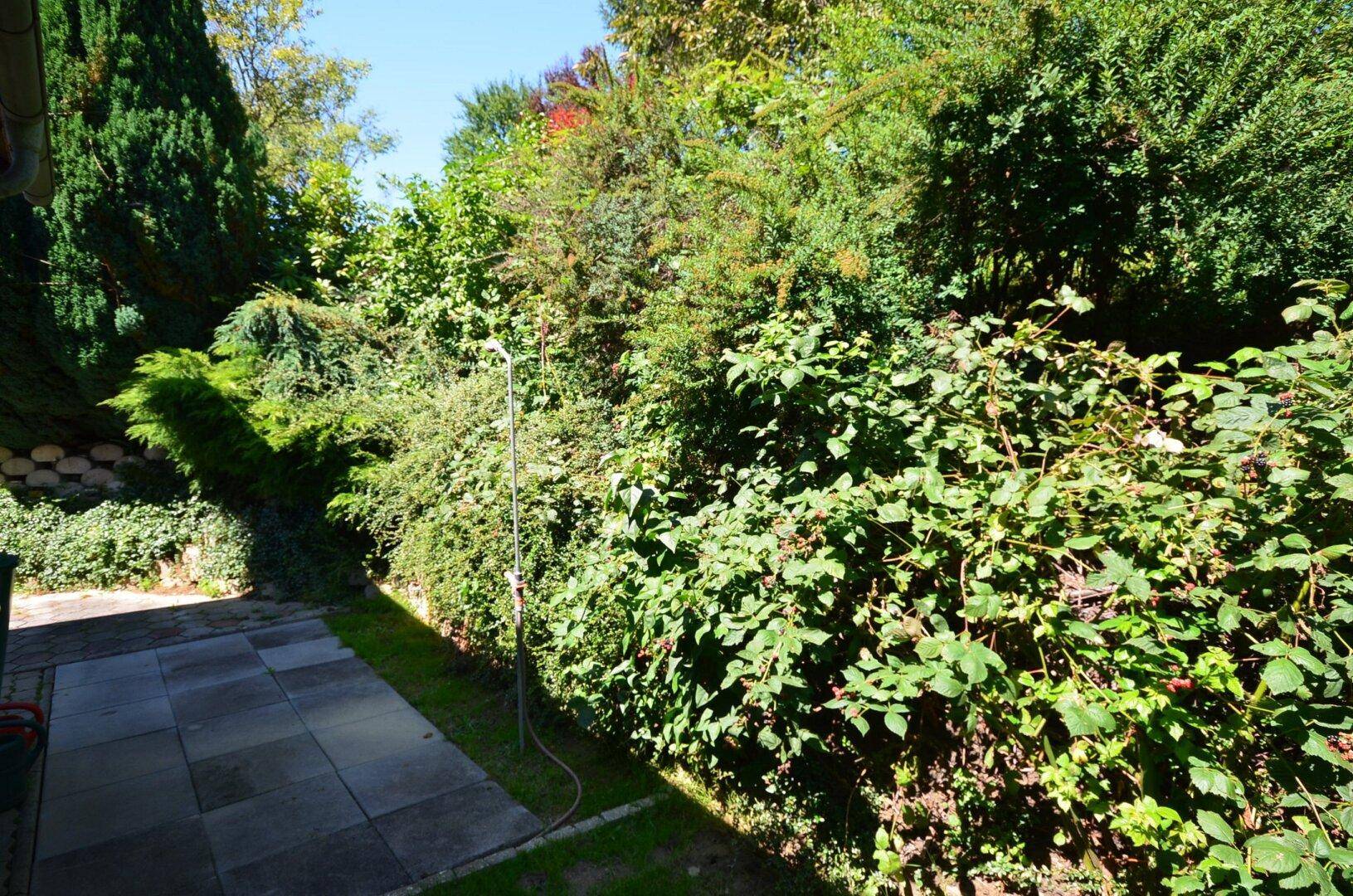 Gepflasterter Bereich neben einer dichten Hecke und hohen Bäumen.
