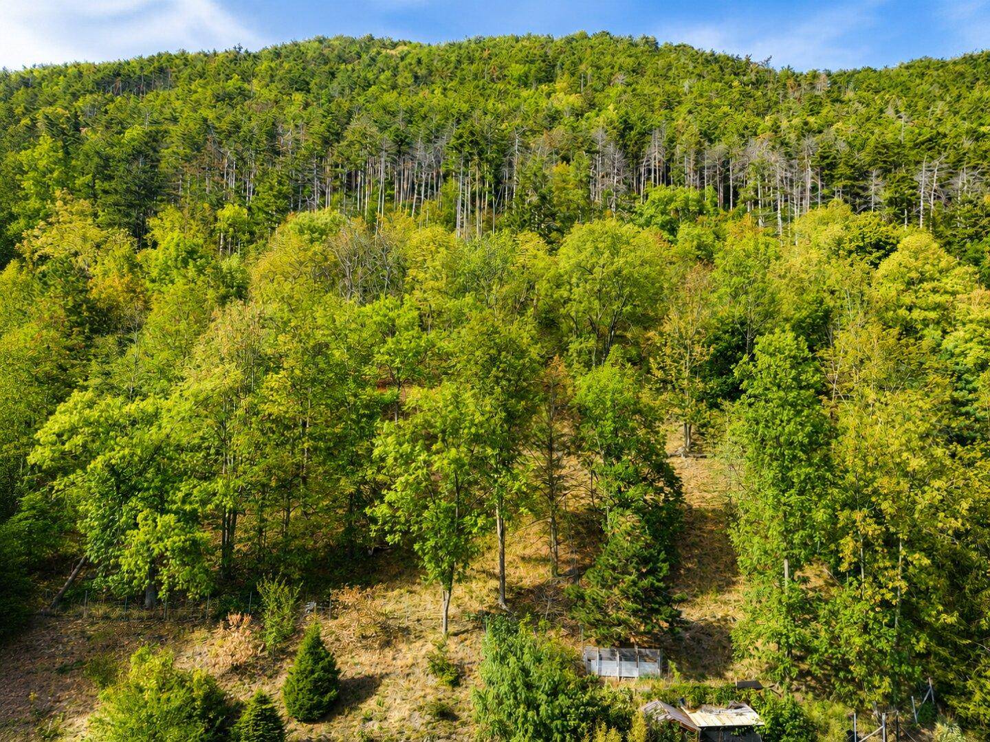 Dichter Wald auf einem Hügel mit verschiedenen Baumarten und üppigem Grün unter einem blauen Himmel.