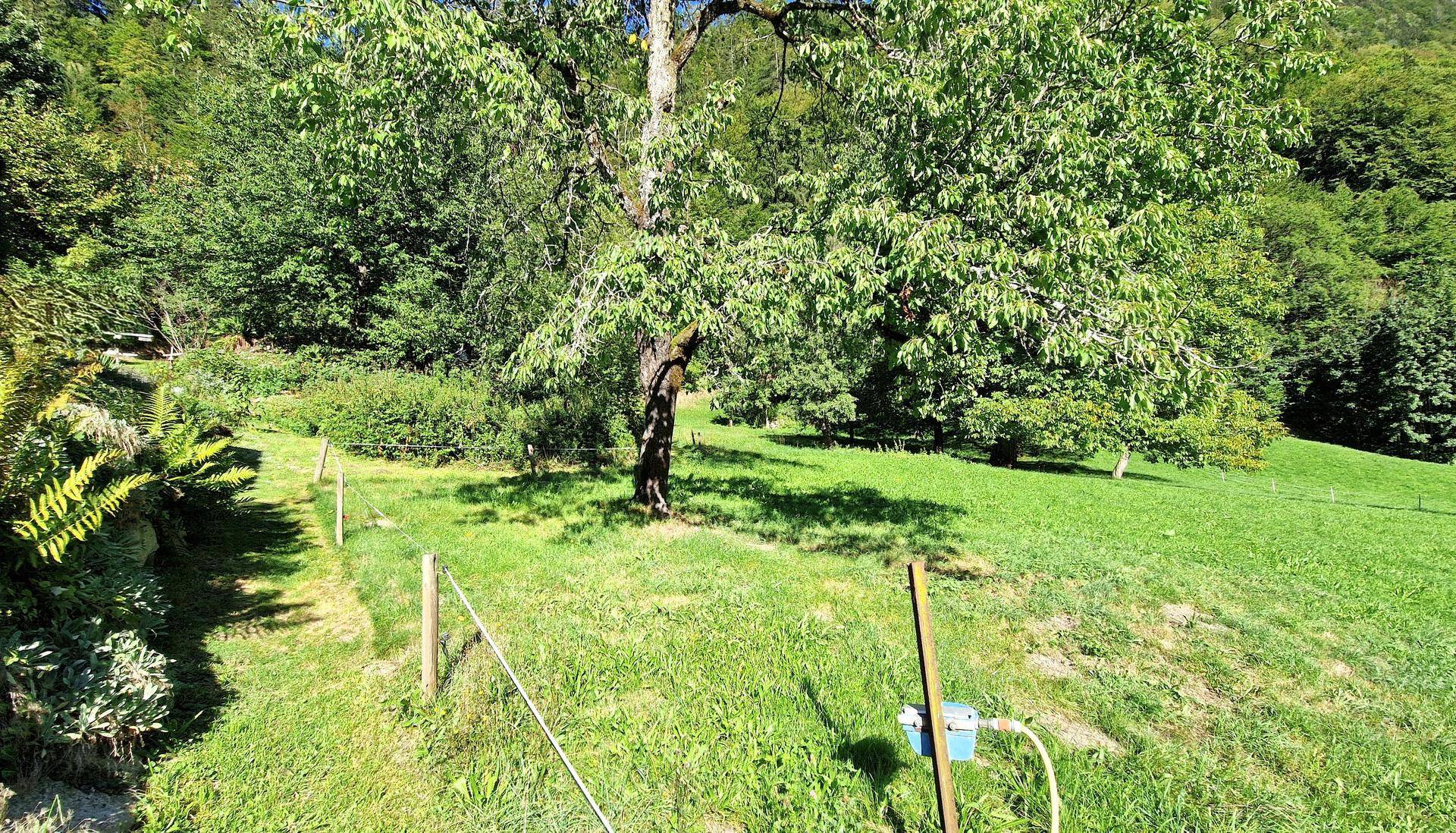 Grüner Hang mit einem Baum in der Mitte und einem kleinen Anschlusskasten, umgeben von Wald.