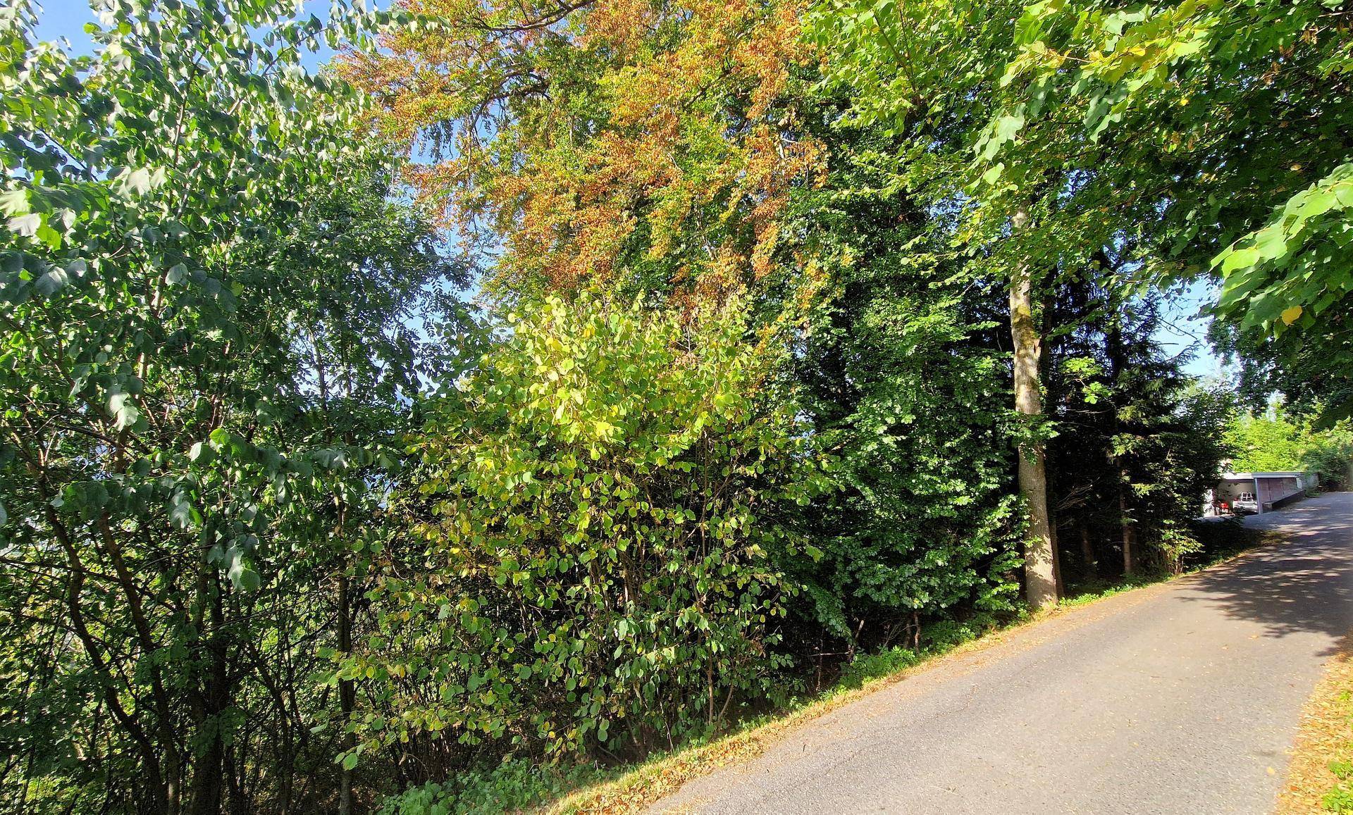 Eine schmale Straße führt entlang einer Reihe von Bäumen und Büschen mit herbstlichen Farbtönen.