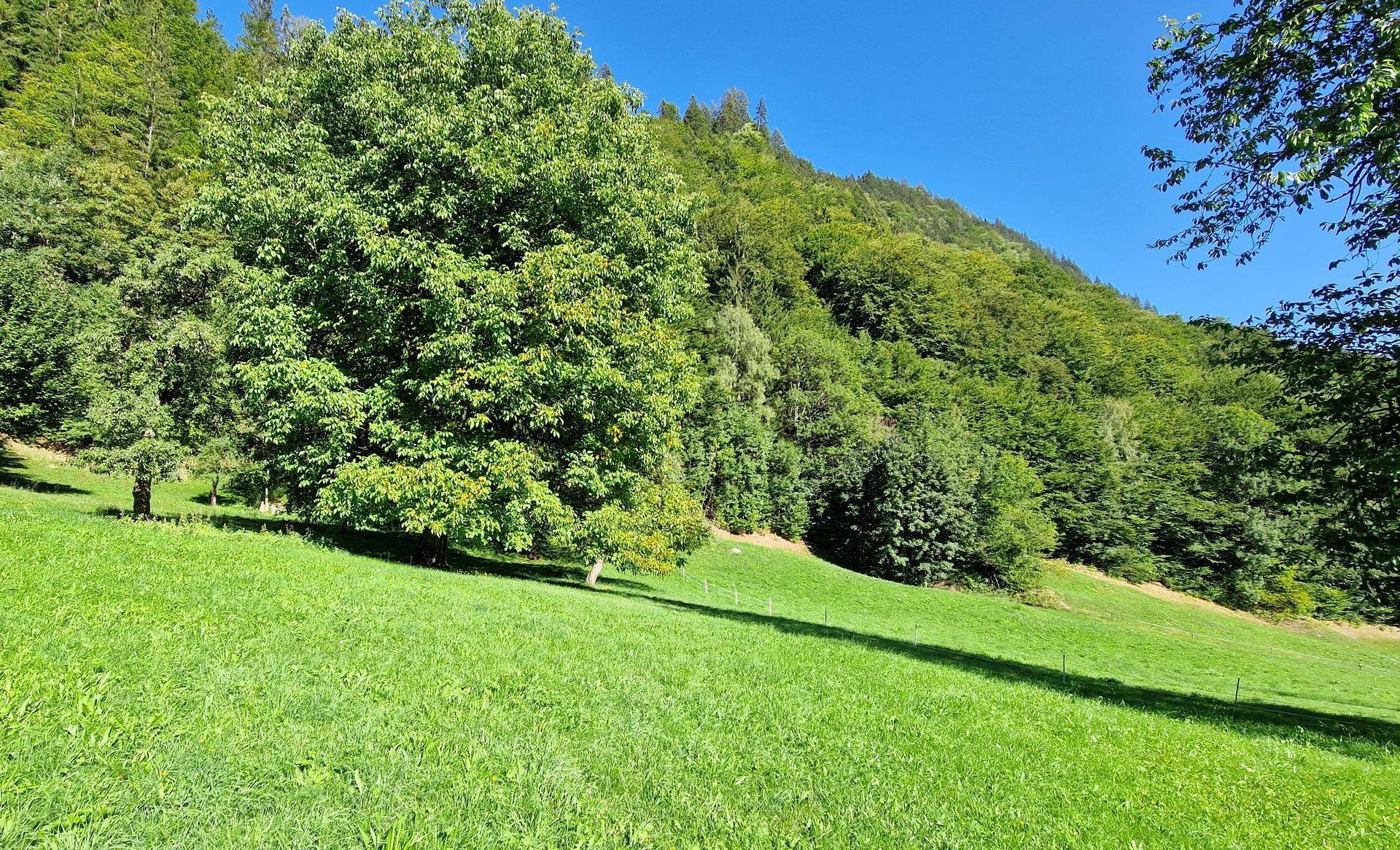 Weite grüne Wiese mit einem großen Baum im Vordergrund und bewaldeten Bergen im Hintergrund unter klarem Himmel.