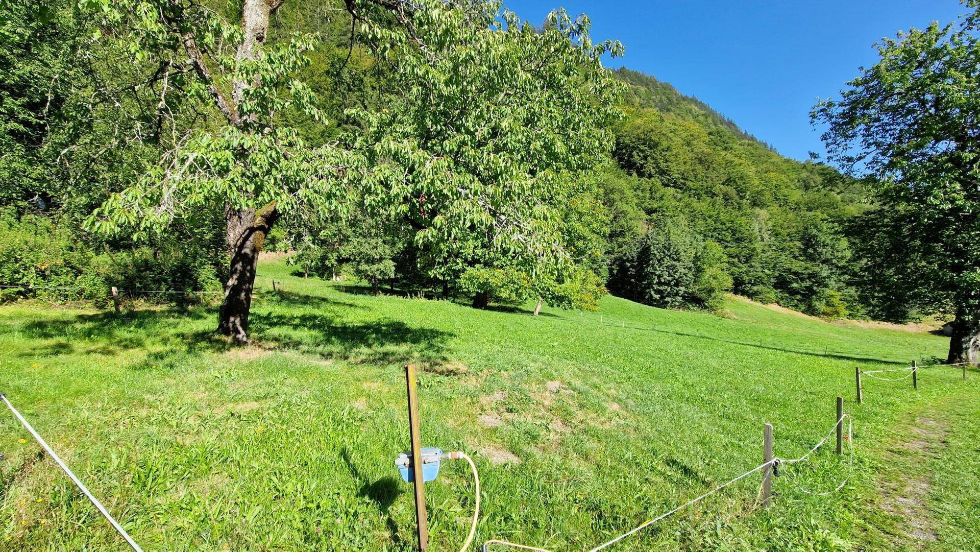 Grüne Wiese mit einem großen Baum im Vordergrund, umzäunt und mit einem Wasseranschluss versehen.