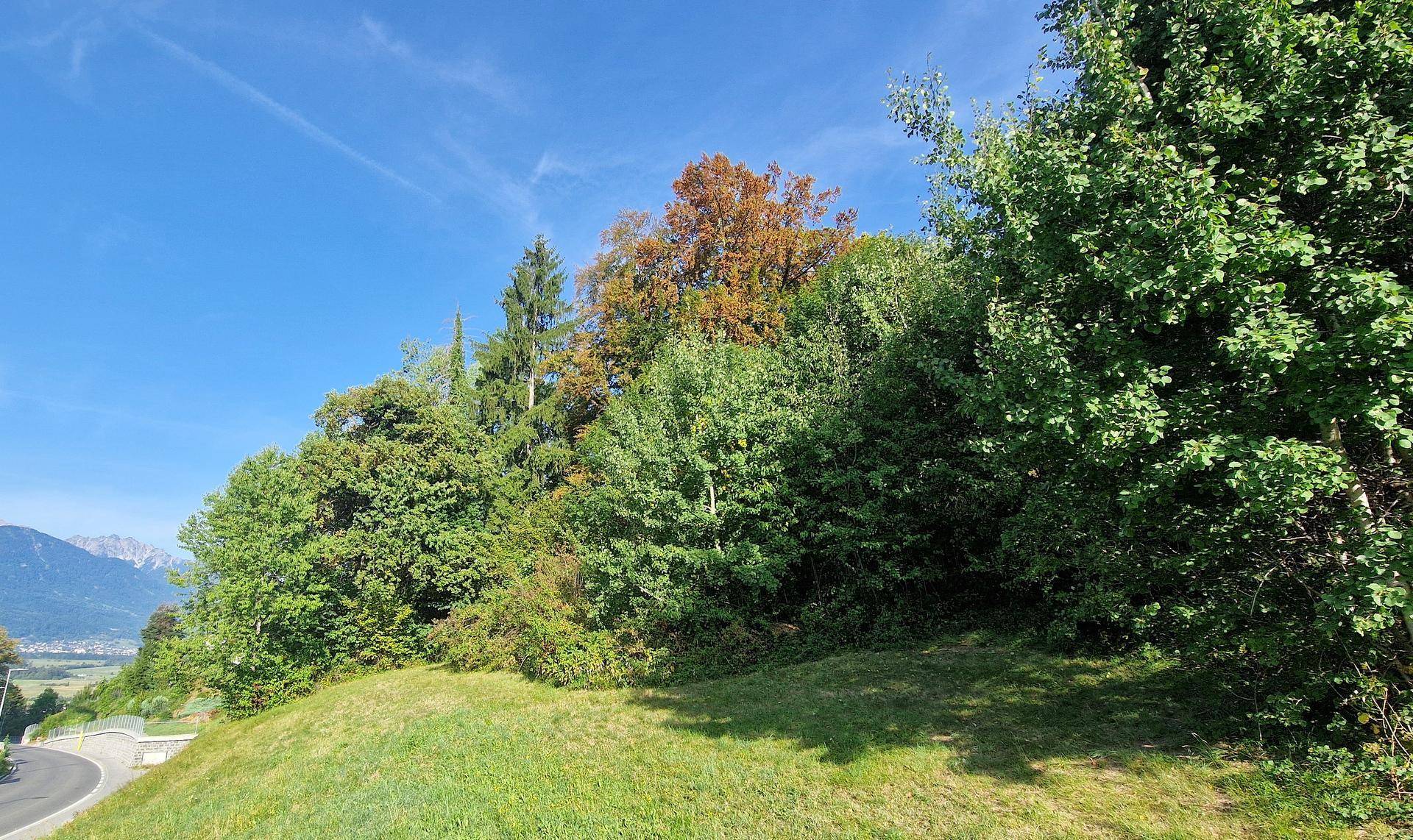 Eine grüne Böschung mit dichtem Baumbestand und Büschen unter einem strahlend blauen Himmel.