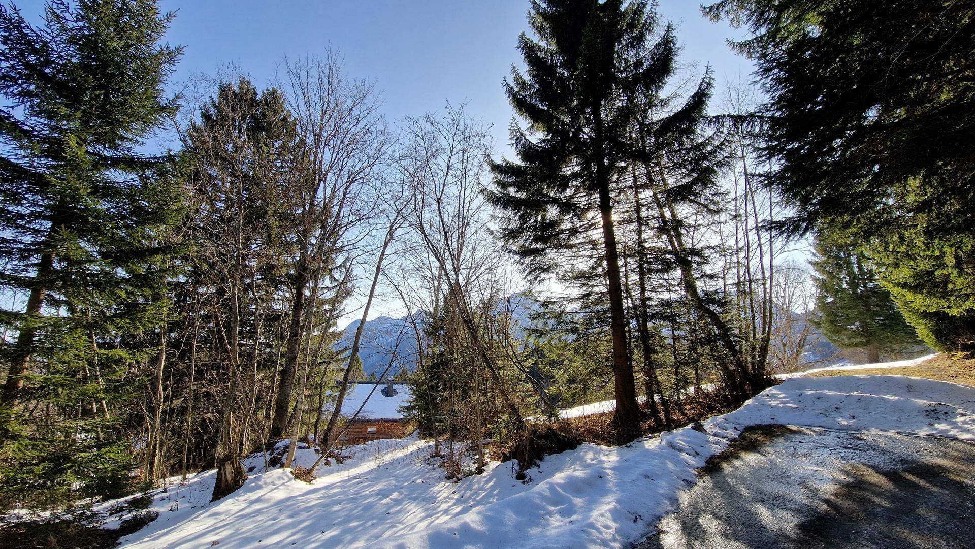 Winterliche Landschaft mit hohen Bäumen, Schnee und einem Blick auf die Berge im Hintergrund.