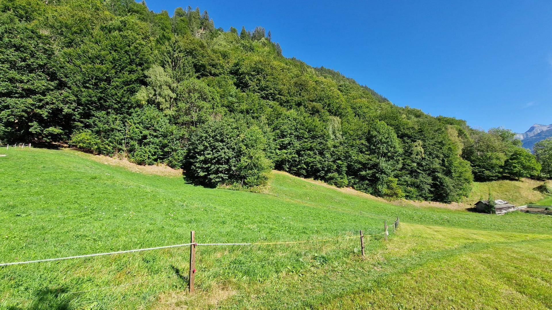 Ausgedehnte grüne Wiesenfläche mit dichtem Wald am Hang und einem einfachen Zaun im Vordergrund.