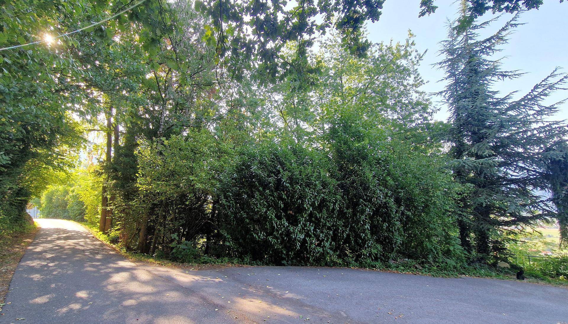 Eine ruhige, asphaltierte Straße schlängelt sich durch dichtes Grün und hohe Bäume im Sonnenlicht.