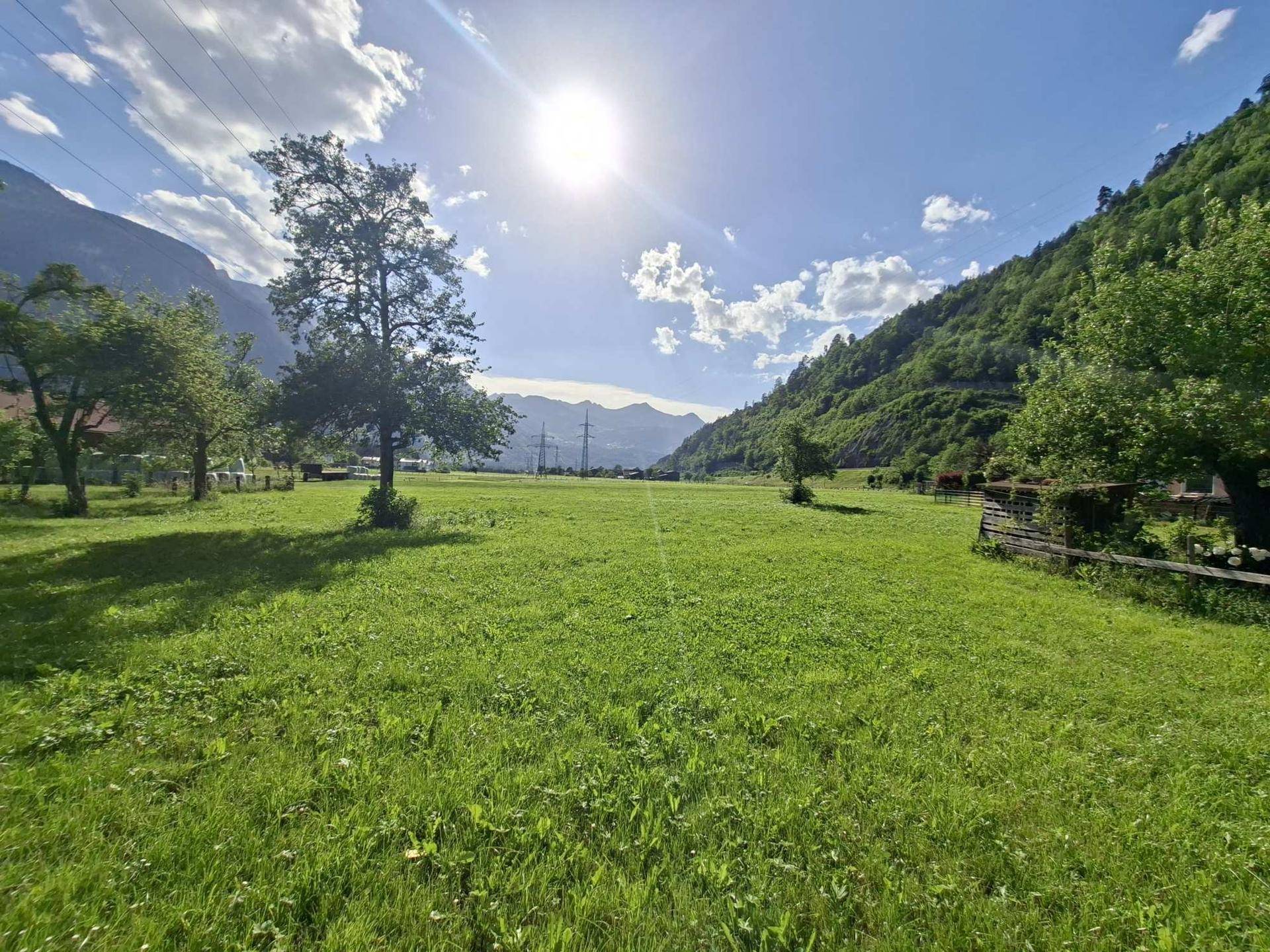 Sonnige Wiesenlandschaft mit majestätischen Bergen im Hintergrund und vereinzelten Bäumen.