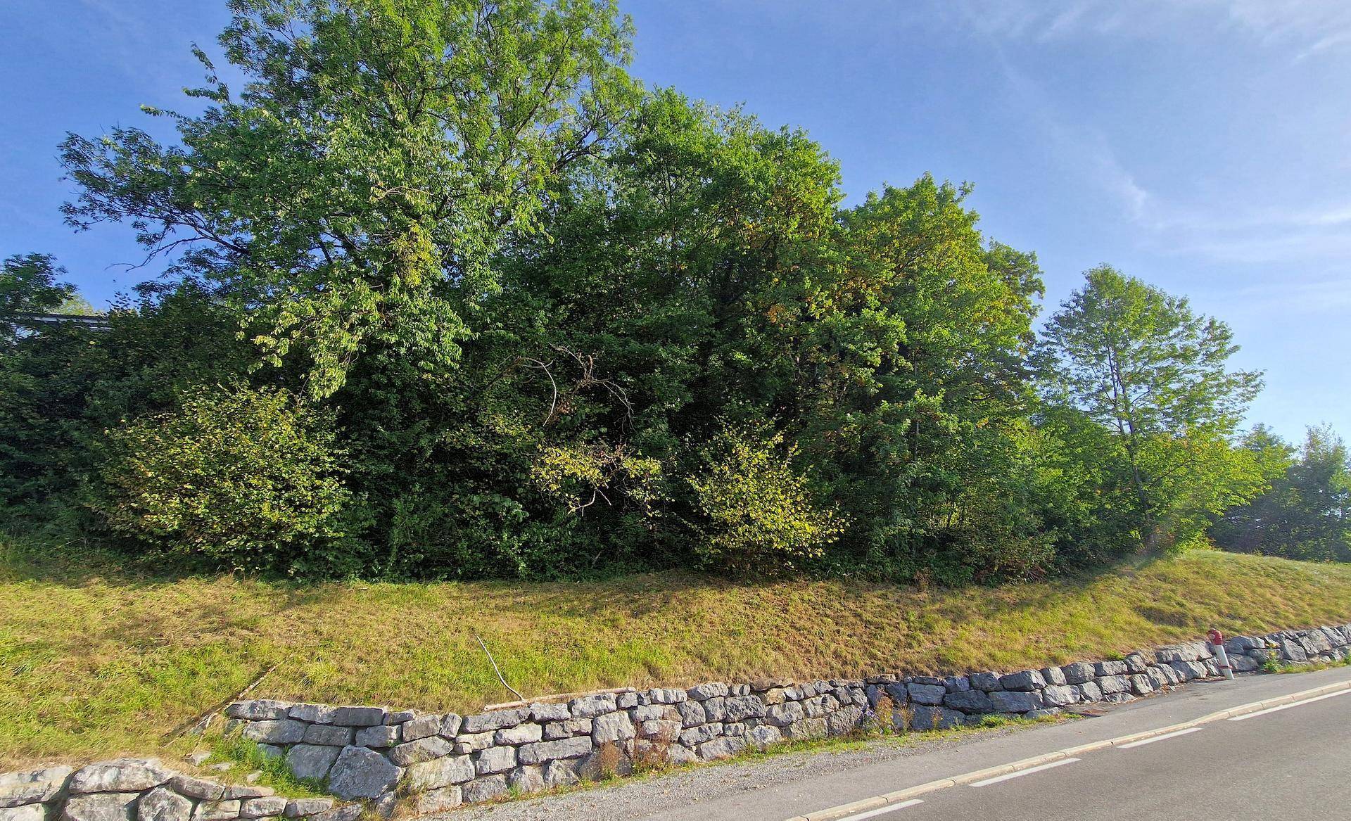 Eine grüne Böschung mit Bäumen und Büschen, begrenzt von einer Steinmauer und einer asphaltierten Straße.