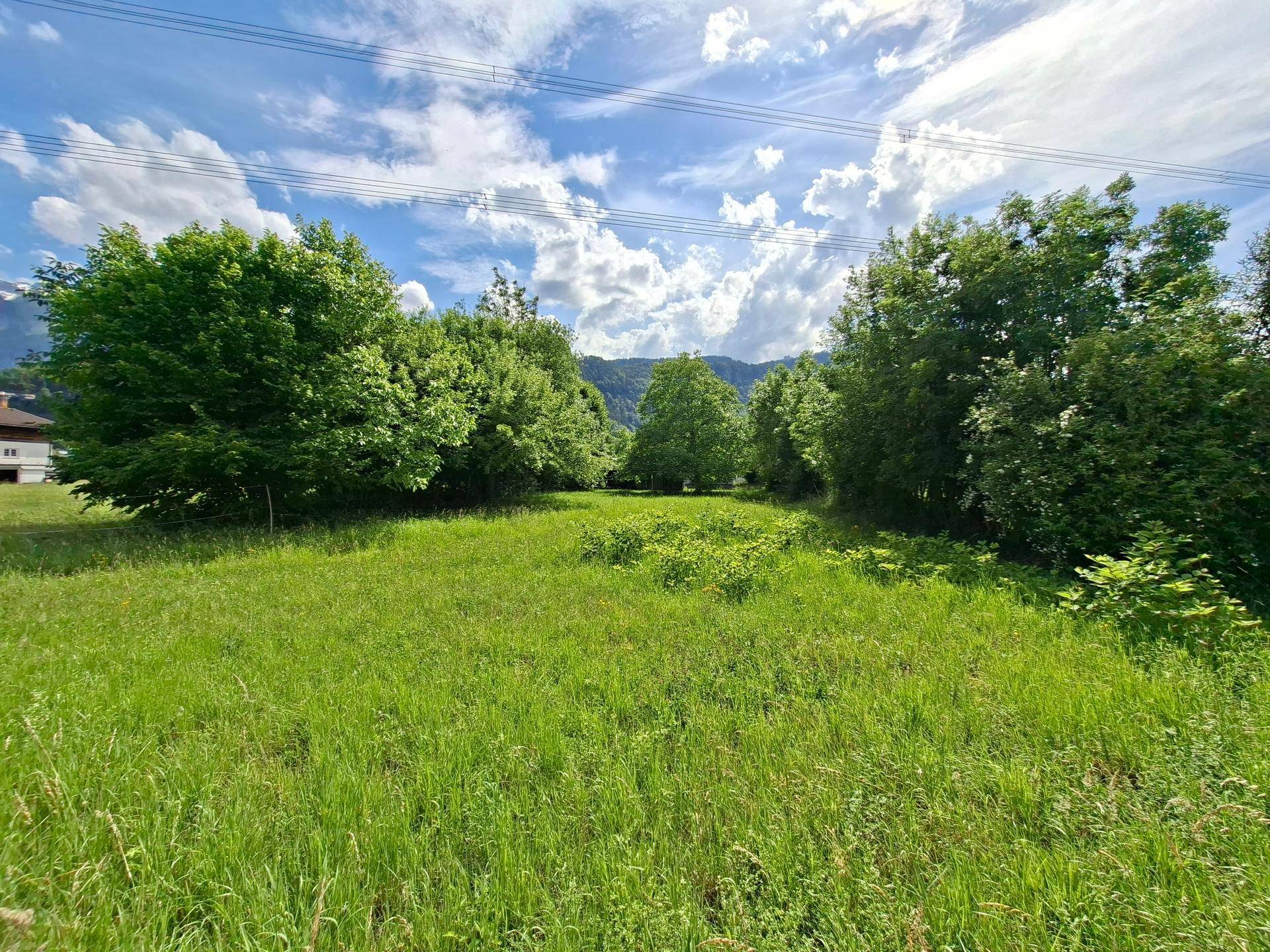Weite grüne Wiesenlandschaft mit Bäumen und Bergen im Hintergrund unter einem bewölkten Sommerhimmel.