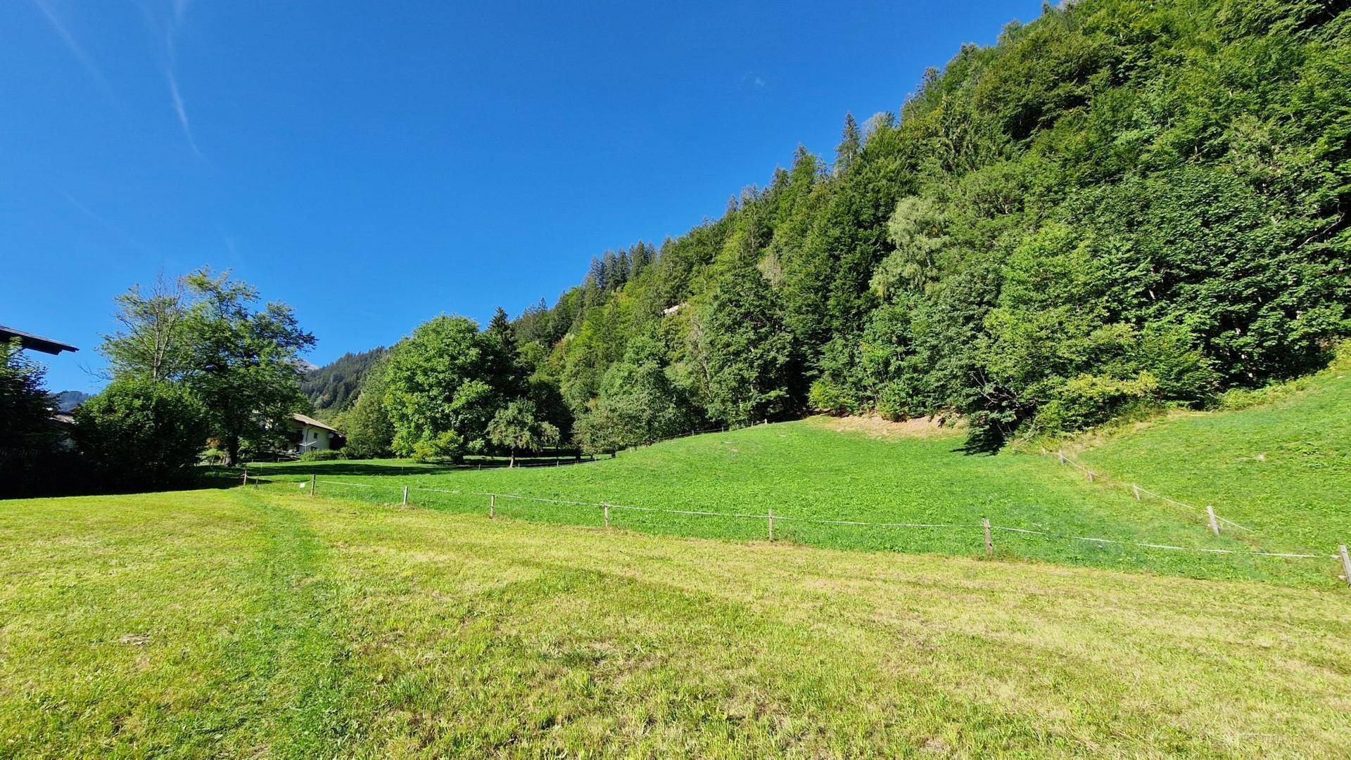 Sonnige grüne Wiese am Fuße eines bewaldeten Hügels mit vereinzelten Bäumen und klarem Himmel.