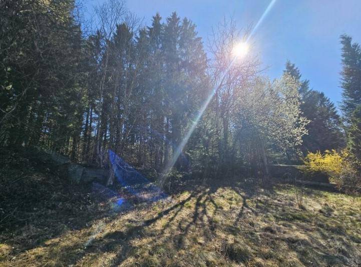 Sonnenlicht bricht durch die Bäume auf einem bewaldeten Hang, mit Schatten im Vordergrund.
